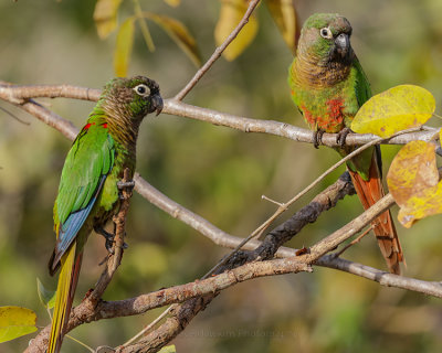BLAZE-WINGED PARAKEET