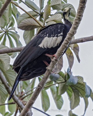 BLUE-THROATED PIPING GUAN