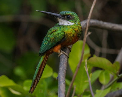 RUFOUS-TAILED JACAMAR