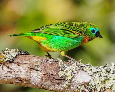 BRASSY-BREASTED TANAGER