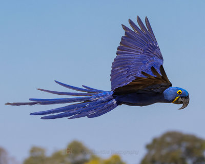 HYACINTH MACAW