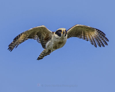 LAUGHING FALCON