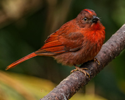 RED-CROWNED ANT-TANAGER
