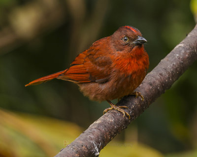 RED-CROWNED ANT TANAGER