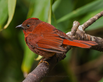 RED-CROWNED ANT TANAGER