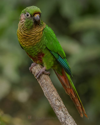 MAROON-BELLIED PARAKEET