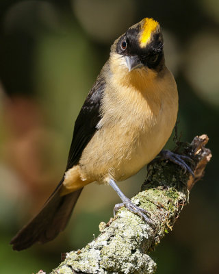 BLACK-GOGGLED TANAGER