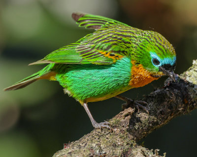 BRASSY-BREASTED TANAGER