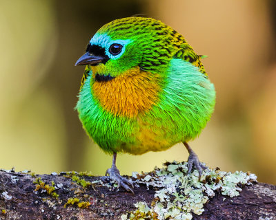 BRASSY-BREASTED TANAGER