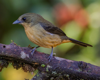 BLACK-GOGGLED TANAGER