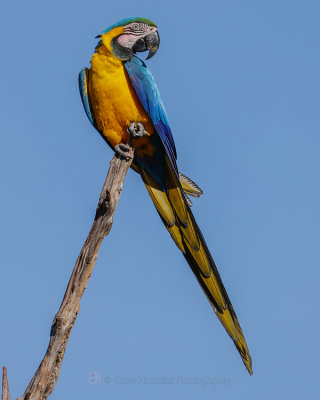 BLUE AND UELLOW MACAW