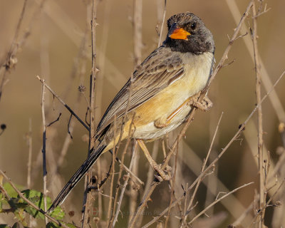 BLACK-THROATED SALTATOR