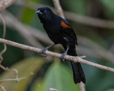 EPALUET ORIOLE