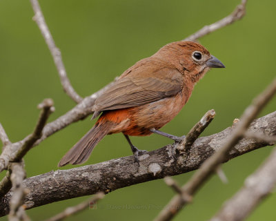 RED-CRESTED FINCH 