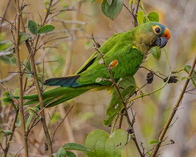 PEACH-FRONTED PARAKEET