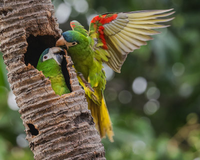 RED-SHOULDERED MACAW
