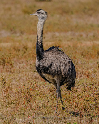 GREATER RHEA