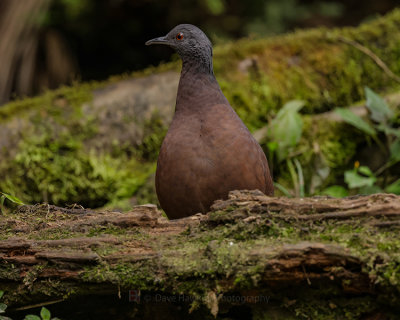 BROWN TINAMOU