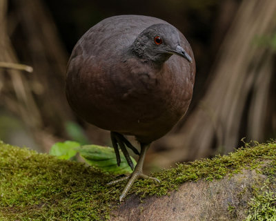 BROWN TINAMOU