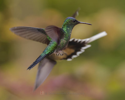 VIOLET-CAPPED WOODNYMPH and SCALE-THROATED HERMIT