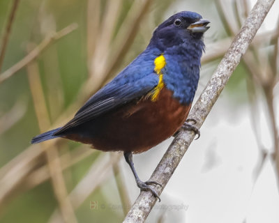 CHESTNUT-BELLIED EUPHONIA