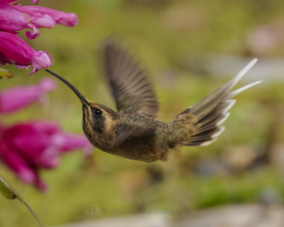 DUSKY-THROATED HERMIT