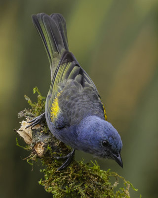 GOLDEN-CHEVRONED TANAGER