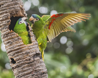 RED-SHOULDERED MACAW