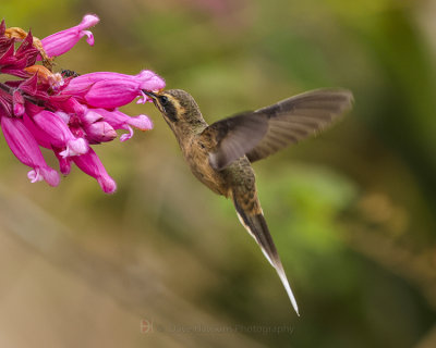 DUSKY-THROATED HERMIT