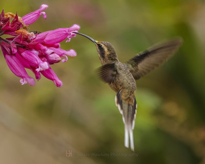 DUSKY-THROATED HERMIT