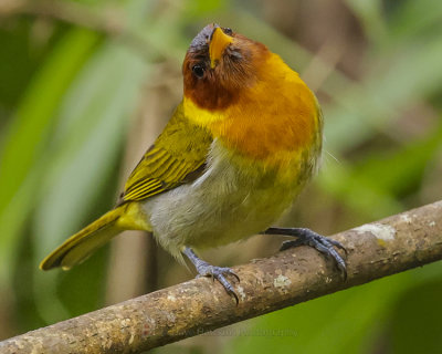 RUFOUS-HEADED TANAGER