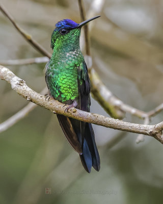 VIOLET-CAPPED WOODNYMPH