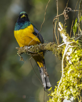 SOUTHERN BLACK-THORATED TROGON