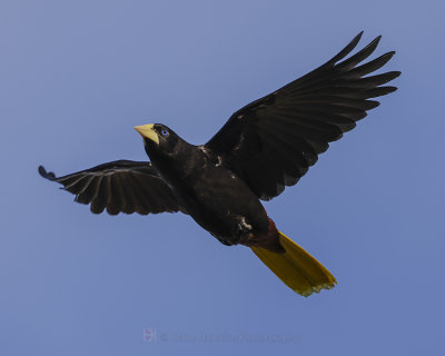 CRESTED OROPENDOLA