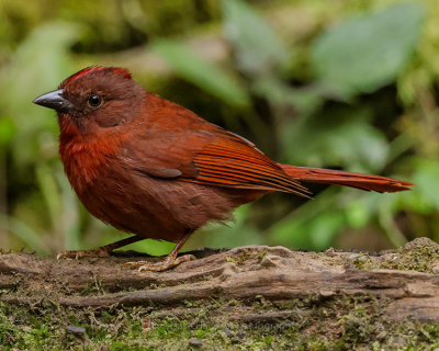 RED-CROWNED ANT-TANAGER