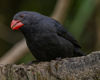 BLACK-THROATED GROSBEAK