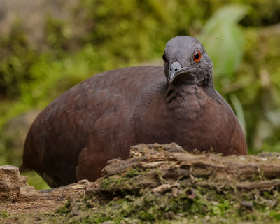 BROWN TINAMOU