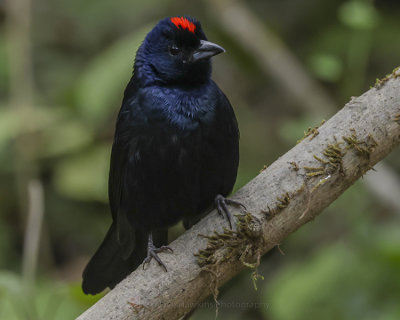 RUBY-CROWNED TANAGER