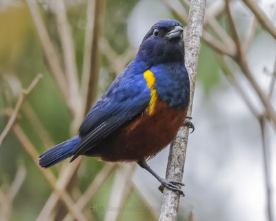 CHESTNUT-BELLIED EUPHONIA