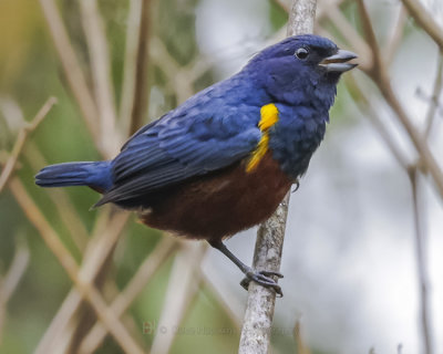 CHESTNUT-BELLIED EUPHONIA