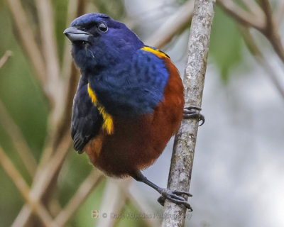 CHESTNUT-BELLIED EUPHONIA