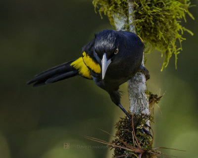 GOLDEN-WINGED CACIQUE