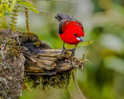 BRAZILIAN TANAGER