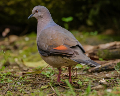 WHITE-TIPPED DOVE