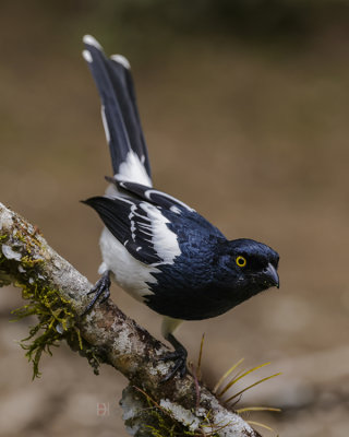 MAGPIE TANAGER