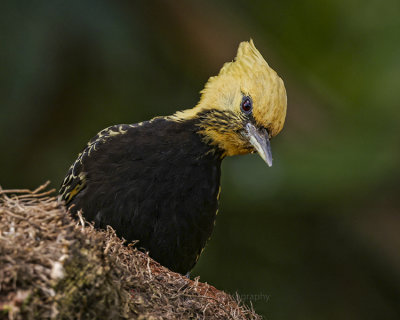 BLOND-CRESTED WOODPECKER