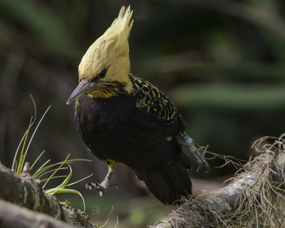BLOND-CRESTED WOODPECKER