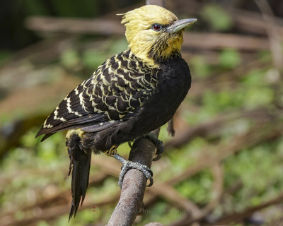 BLOND-CRESTED WOODPECKER