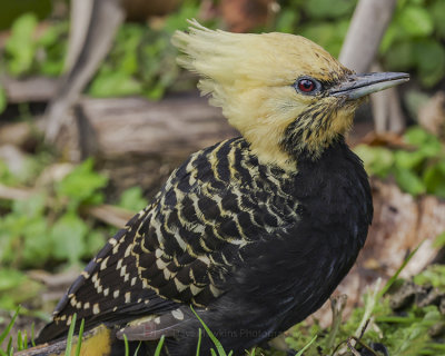BLOND-CRESTED WOODPECKER