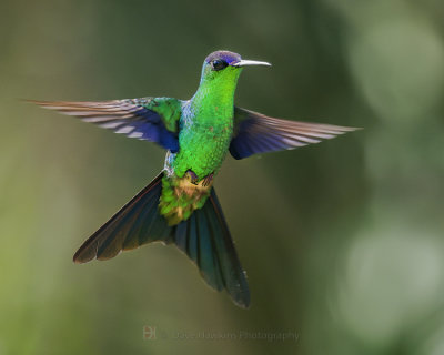 VIOLET-CAPPED WOODNYMPH